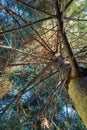 Spruce Tree Looking Up From Below Royalty Free Stock Photo