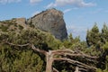 The trunk and branches of trees seem to be from a fairy tale similar to roots without leaves growing in a mountainous Royalty Free Stock Photo