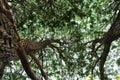 Trunk and branches of willow tree Royalty Free Stock Photo