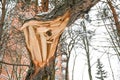 Trunk of a broken young fir tree