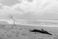 A trunk and bushes with extrange form in palomino colombian beach with caribbean sea