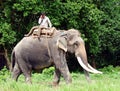 Trunk call - a play on words with funny shot of a man riding a elephant while taking or making a call on his mobile Royalty Free Stock Photo