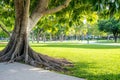 The trunk of this Centenarian tree is large and its roots are huge Royalty Free Stock Photo
