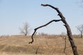 Burnt tree against blue sky Royalty Free Stock Photo