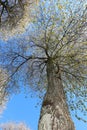 trunk of the cherry tree with white flowers blooming in spring  seen from below Royalty Free Stock Photo