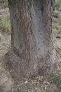 Trunk close up of Gleditsia triacanthos inermis tree Royalty Free Stock Photo