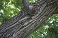 Trunk close up of Pterocarya fraxinifolia tree