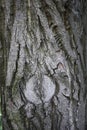 Trunk close up of Pterocarya fraxinifolia tree