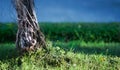 Trunk of complex tree on blur garden background with copy space