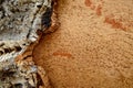 Trunk of cork tree stripped Royalty Free Stock Photo