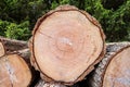 Trunk cross section of a 70 year old Douglas fir, Pseudotsuga menziesii, Royalty Free Stock Photo