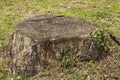 Trunk of cut down big tree Royalty Free Stock Photo