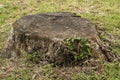 Trunk of cut down big tree Royalty Free Stock Photo