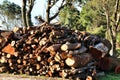 Trunk cut down texture in a spanish forest Royalty Free Stock Photo