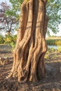 Trunk of Dawn Redwood tree Royalty Free Stock Photo