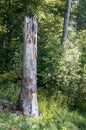 Trunk of a dead tree with gray bark