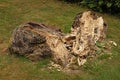 The trunk of a dead tree slowly disintegrates