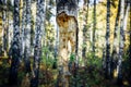 Trunk of dead tree in summer forest, blurred background. Bark of rotten birch with large hole ,destroyed by woodpeckers Royalty Free Stock Photo