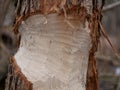 The trunk of a deciduous tree with the bark eaten away and the marks of sharp beaver teeth on a cloudy winter day near the river i Royalty Free Stock Photo