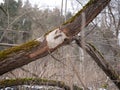 The trunk of a deciduous tree with the bark eaten away and the marks of sharp beaver teeth on a cloudy winter day near the river i Royalty Free Stock Photo