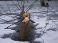 The trunk of a deciduous tree with the bark eaten away and the marks of sharp beaver teeth on a cloudy winter day near the river i Royalty Free Stock Photo