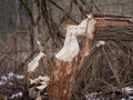 The trunk of a deciduous tree with the bark eaten away and the marks of sharp beaver teeth on a cloudy winter day near the river i Royalty Free Stock Photo