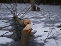 The trunk of a deciduous tree with the bark eaten away and the marks of sharp beaver teeth on a cloudy winter day near the river i Royalty Free Stock Photo