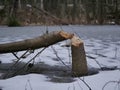 The trunk of a deciduous tree with the bark eaten away and the marks of sharp beaver teeth on a cloudy winter day near the river i Royalty Free Stock Photo