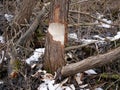 The trunk of a deciduous tree with the bark eaten away and the marks of sharp beaver teeth on a cloudy winter day near the river i Royalty Free Stock Photo