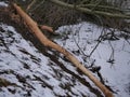 The trunk of a deciduous tree with the bark eaten away and the marks of sharp beaver teeth on a cloudy winter day near the river i Royalty Free Stock Photo