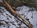 The trunk of a deciduous tree with the bark eaten away and the marks of sharp beaver teeth on a cloudy winter day near the river i Royalty Free Stock Photo