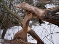 The trunk of a deciduous tree with the bark eaten away and the marks of sharp beaver teeth on a cloudy winter day near the river i Royalty Free Stock Photo