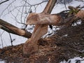 The trunk of a deciduous tree with the bark eaten away and the marks of sharp beaver teeth on a cloudy winter day near the river i Royalty Free Stock Photo