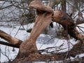 The trunk of a deciduous tree with the bark eaten away and the marks of sharp beaver teeth on a cloudy winter day near the river i Royalty Free Stock Photo