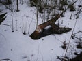 The trunk of a deciduous tree with the bark eaten away and the marks of sharp beaver teeth on a cloudy winter day near the river i Royalty Free Stock Photo