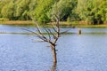 Trunk of a dried tree in the water during the spring flood