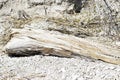 The trunk of a dry tree on the white stony Bank of the river, the sea Royalty Free Stock Photo