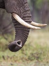 Trunk of an Elephant