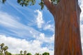 Trunk of a Eucalyptus deglupta tree in Hawaii Royalty Free Stock Photo