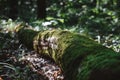 A trunk fallen in the forest