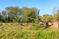 Trunk of fallen old dry tree on the river bank against green trees and blue sky in sunny autumn morning. Nature landscape Royalty Free Stock Photo