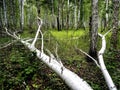 the trunk of a fallen old ruined tree in the forest among the green grass Royalty Free Stock Photo