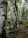 the trunk of a fallen old ruined tree in the forest among the green grass Royalty Free Stock Photo