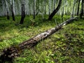 the trunk of a fallen old ruined tree in the forest among the green grass Royalty Free Stock Photo