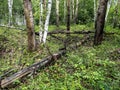 the trunk of a fallen old ruined tree in the forest among the green grass Royalty Free Stock Photo