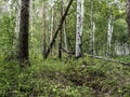 the trunk of a fallen old ruined tree in the forest among the green grass Royalty Free Stock Photo