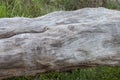 The trunk of a fallen old tree died.