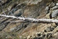The trunk of a fallen pine. Cliff and rocky seashore. Whitewashed by salt waves. Thrown out by the waves of the surf. Royalty Free Stock Photo