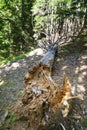 Trunk of fallen rotten pine tree