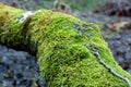 trunk of a fallen tree in the forest. Moss on the bark close-up Royalty Free Stock Photo